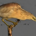 Squacco Heron (Ardeola ralloides), Ankara, Turkey